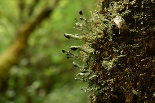 Bunodophoron observed 2026-06-12