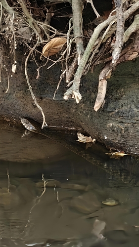 Tessellated Water Snake