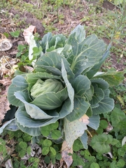 Brassica oleracea capitata