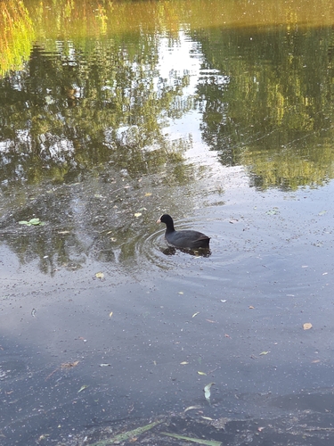 Eurasian Coot