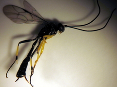 Dusona