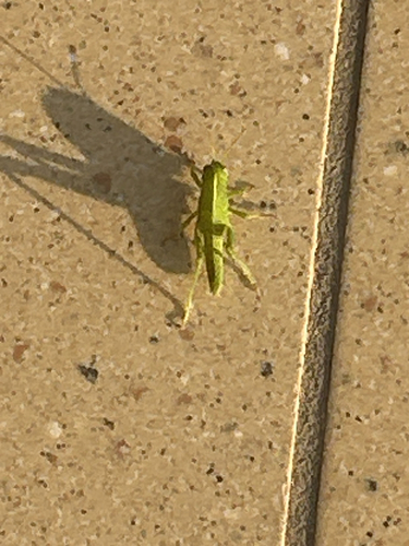 Egyptian Bird Grasshopper