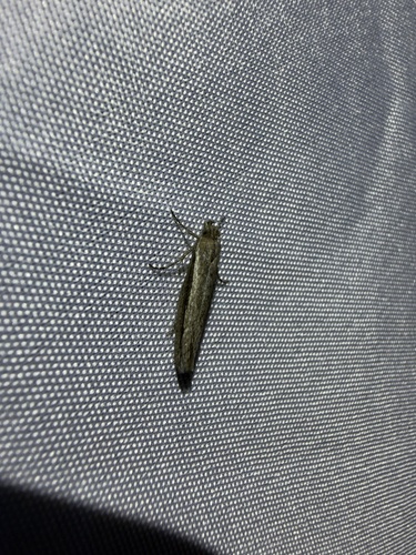 iNaturalist observation photo of Sperry's Grass-veneer