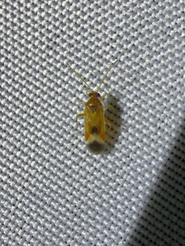 iNaturalist observation photo of Ceratocapsus