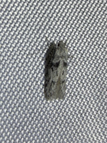 iNaturalist observation photo of Butterflies and Moths