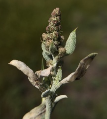 Extriplex californica