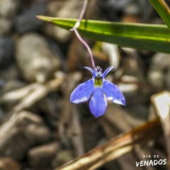 Lobelia tenera