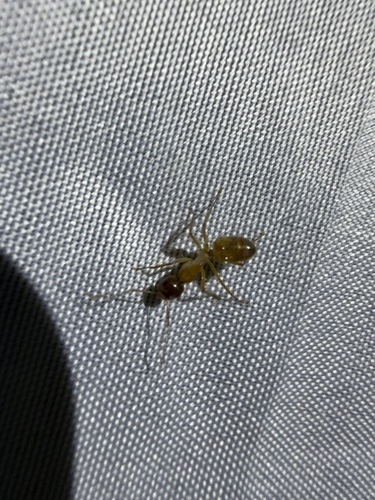 iNaturalist observation photo of Carpenter Ants, Typical Sugar Ants and Allies