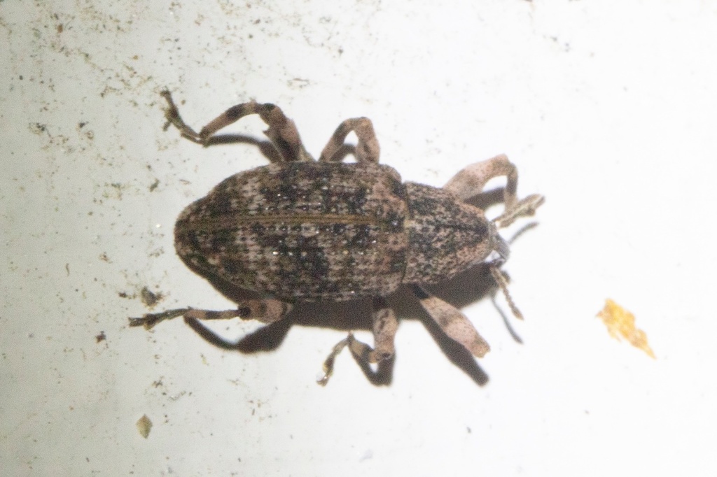 Mechistocerus