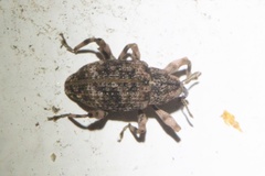 Mechistocerus