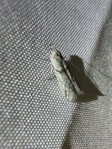iNaturalist observation photo of Phycitini