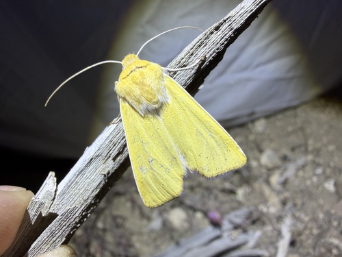 iNaturalist observation photo of Copablepharon