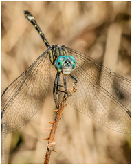 Micrathyria hypodidyma