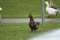 Cairina moschata domestica