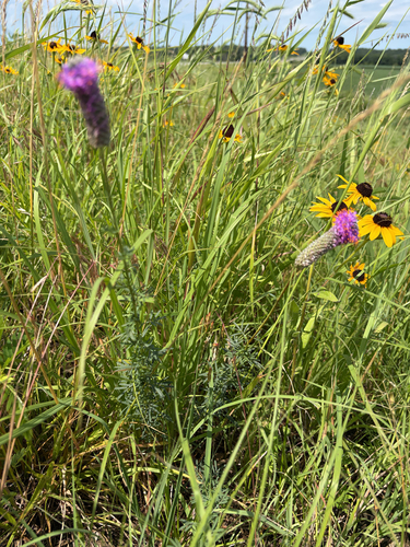purple prairie clover