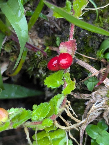 Hemiphragma heterophyllum, photograph 1