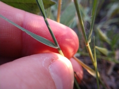 Digitaria pubiflora