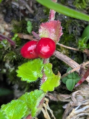 Hemiphragma heterophyllum, photograph (c) Sagnik Dutta Roy, some rights reserved (CC BY)