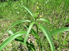 Echinacea angustifolia