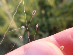Digitaria pubiflora