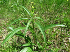 Echinacea angustifolia
