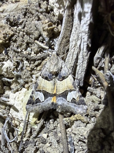 iNaturalist observation photo of Drasteria