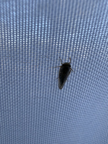 iNaturalist observation photo of Gray Lawn Leafhopper