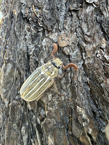 iNaturalist observation photo of Ten-lined June Beetle