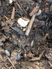Armadillidium vulgare