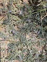 Astragalus emoryanus