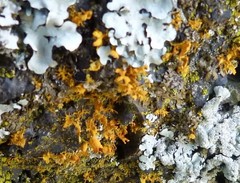 Teloschistes velifer