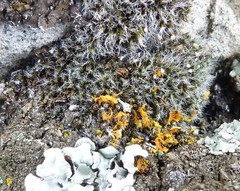 Teloschistes velifer