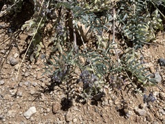 Astragalus emoryanus