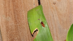 Drymaplaneta heydeniana