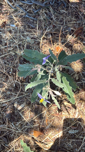 silverleaf nightshade