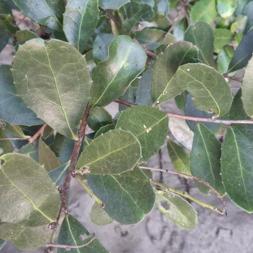 Dune Kokotree