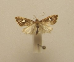 Glaucocharis leucoxantha