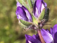 Lupinus microcarpus microcarpus