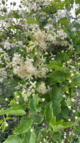 Old man's beard