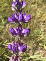 Lupinus microcarpus microcarpus