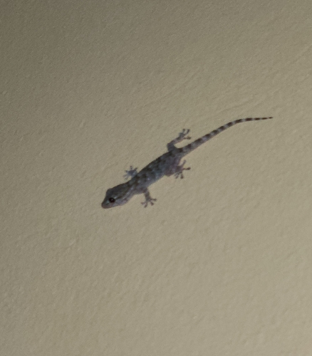 Moorish Gecko