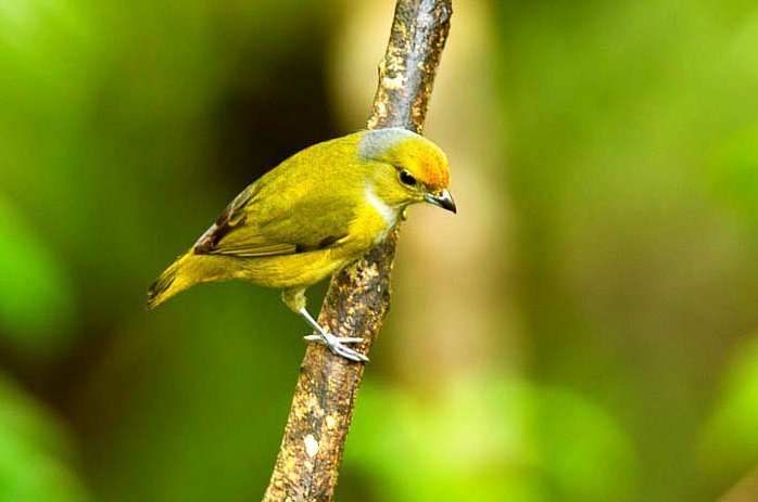 Bronze-green Euphonia photo