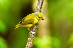 Bronze-Green Euphonia photo 1