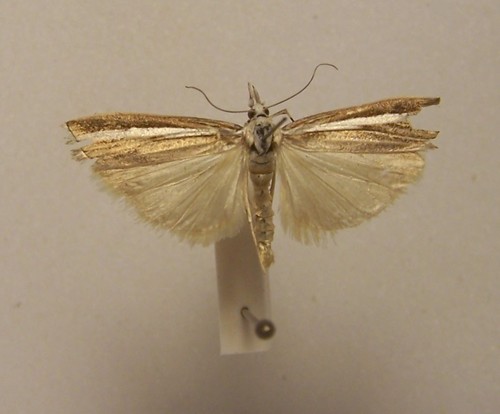 Common Grass Moth photo 6