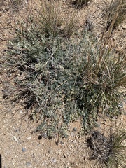 Astragalus emoryanus