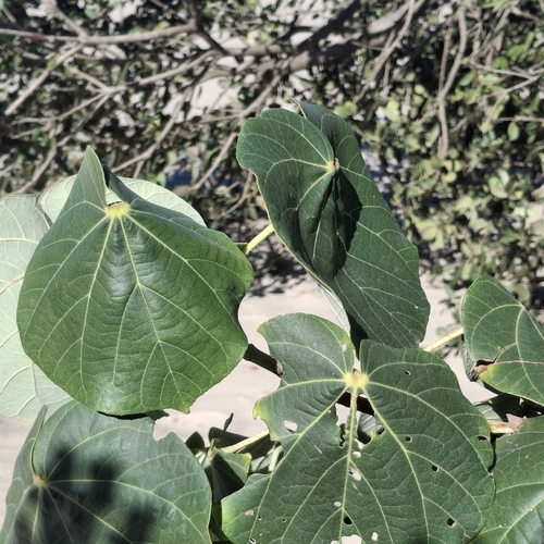 sea hibiscus