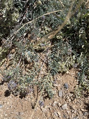 Astragalus emoryanus