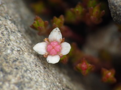 Crassula multicaulis
