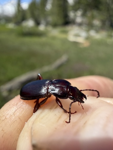iNaturalist observation photo of Pterostichus lama