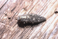 Poecilonota thureura